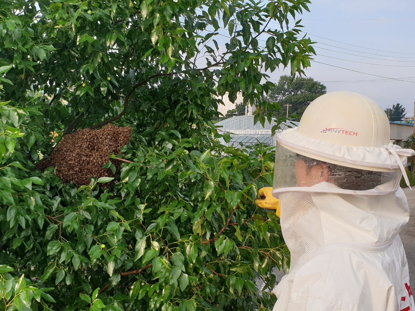 8. 15. 대산센터 벌집제거2